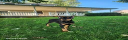 Doberman Pinscher dogs for sale: Karla - Ad 1