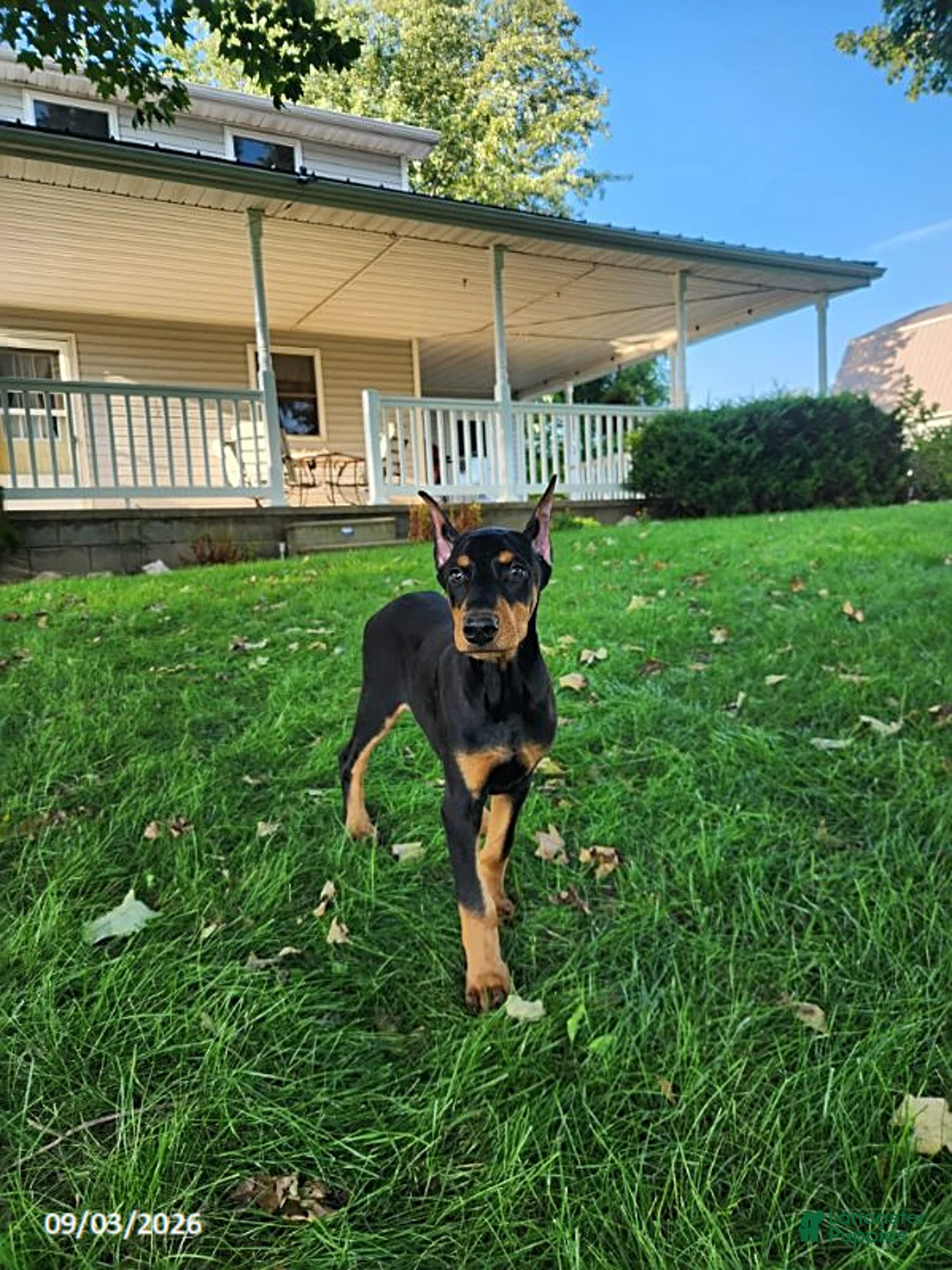 Doberman Pinscher dogs for sale: Karla - Ad 1