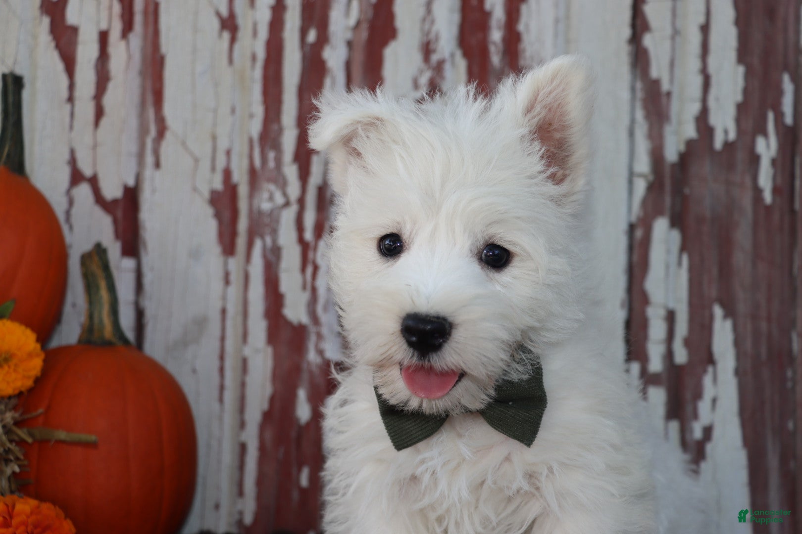 West Highland Terrier dogs Pedro  - Ad 2