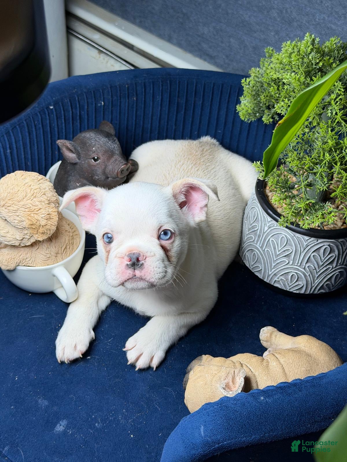 French Bulldog dogs French Bulldog boy Matías - Ad 2