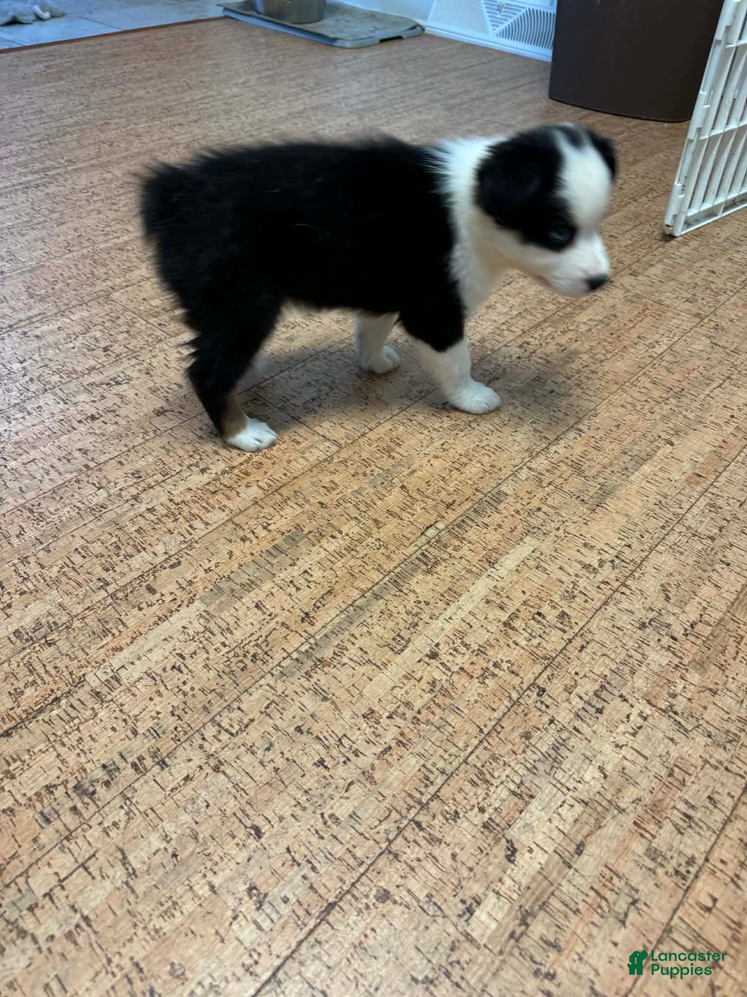Australian Shepherd dogs Australian Shepherd 1 - Ad 2