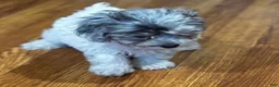 Yorkiepoo dogs for sale: Sara  - Ad 6