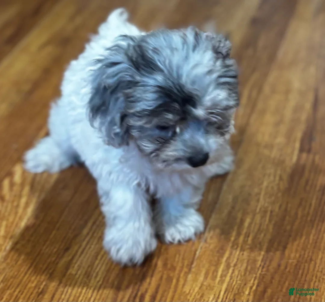 Yorkiepoo dogs for sale: Sara  - Ad 6