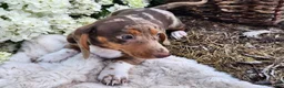 Miniature Dachshund dogs for sale: Bentley  - Ad 12