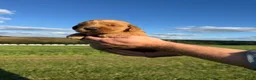 Golden Retriever dogs for sale: Honey - Ad 7