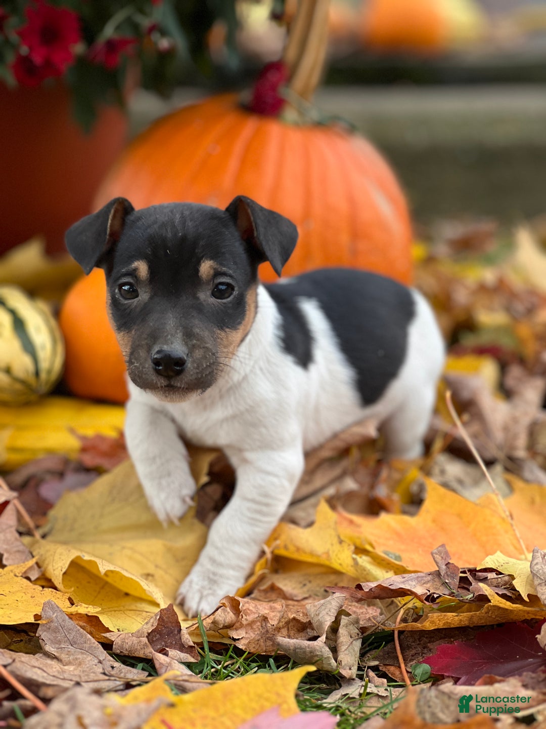 Jack Russell Terrier dogs for sale: Jasper - Ad 2