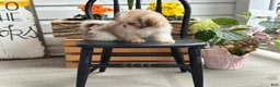 Shih Tzu dogs for sale: Jasper - Ad 10