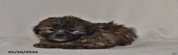 Teddy Bear dogs for sale: Jade - Ad 3