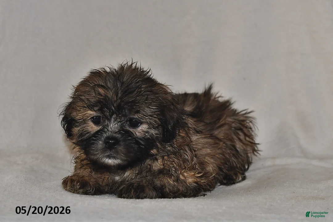 Teddy Bear dogs for sale: Jade - Ad 3