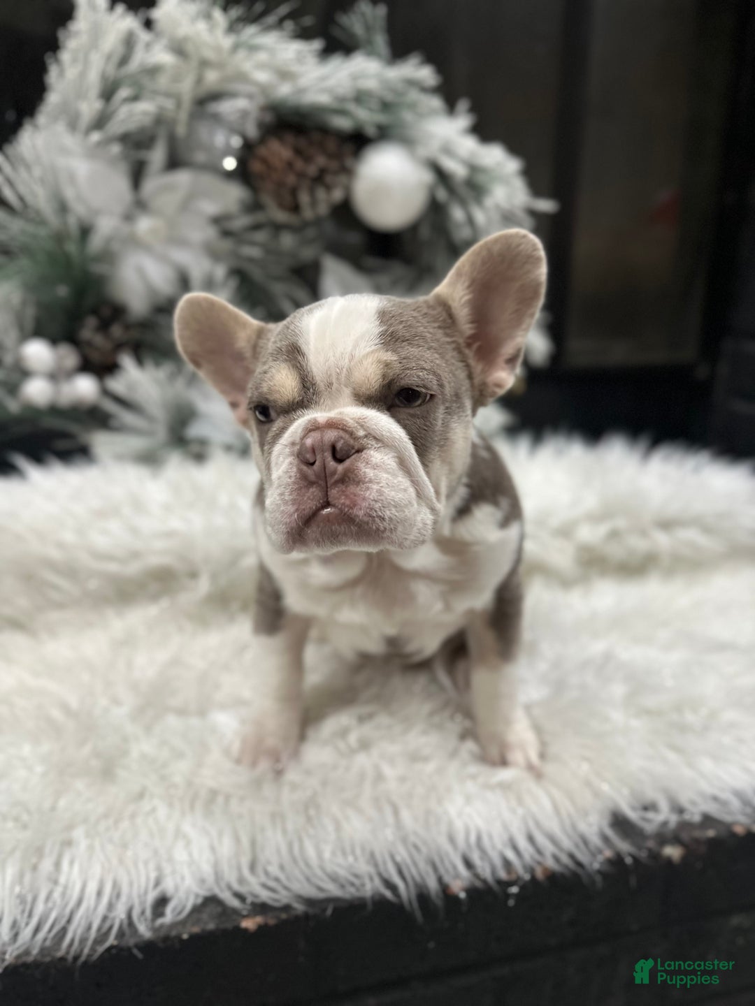 French Bulldog dogs for sale: Newshade Isabella and tan husky - Ad 4