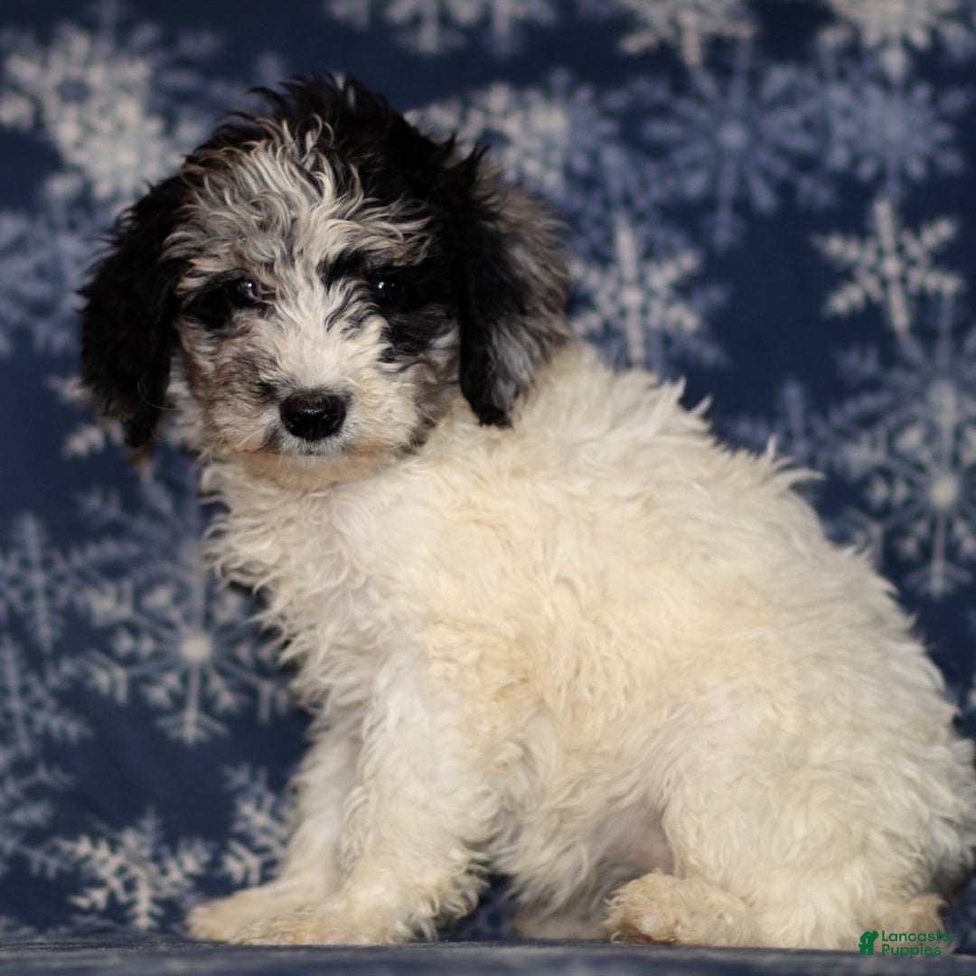 Sheepadoodle dogs for sale: Kylie - Ad 2