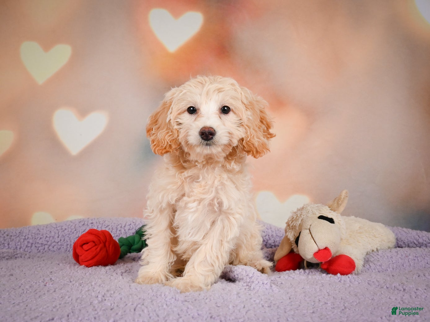 Cavapoo dogs Parker - Ad 2