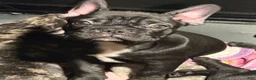 French Bulldog dogs for sale: Walker - Ad 4