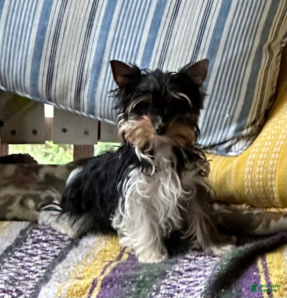 Yorkshire Terrier dogs Yorkshire Terrier Puppy 5 - Ad 21