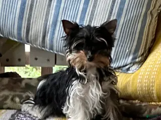 Yorkshire Terrier dogs Yorkshire Terrier Puppy 5 - Ad 21