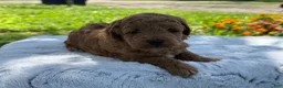 Mini Goldendoodle dogs for sale: Guitar - Ad 5