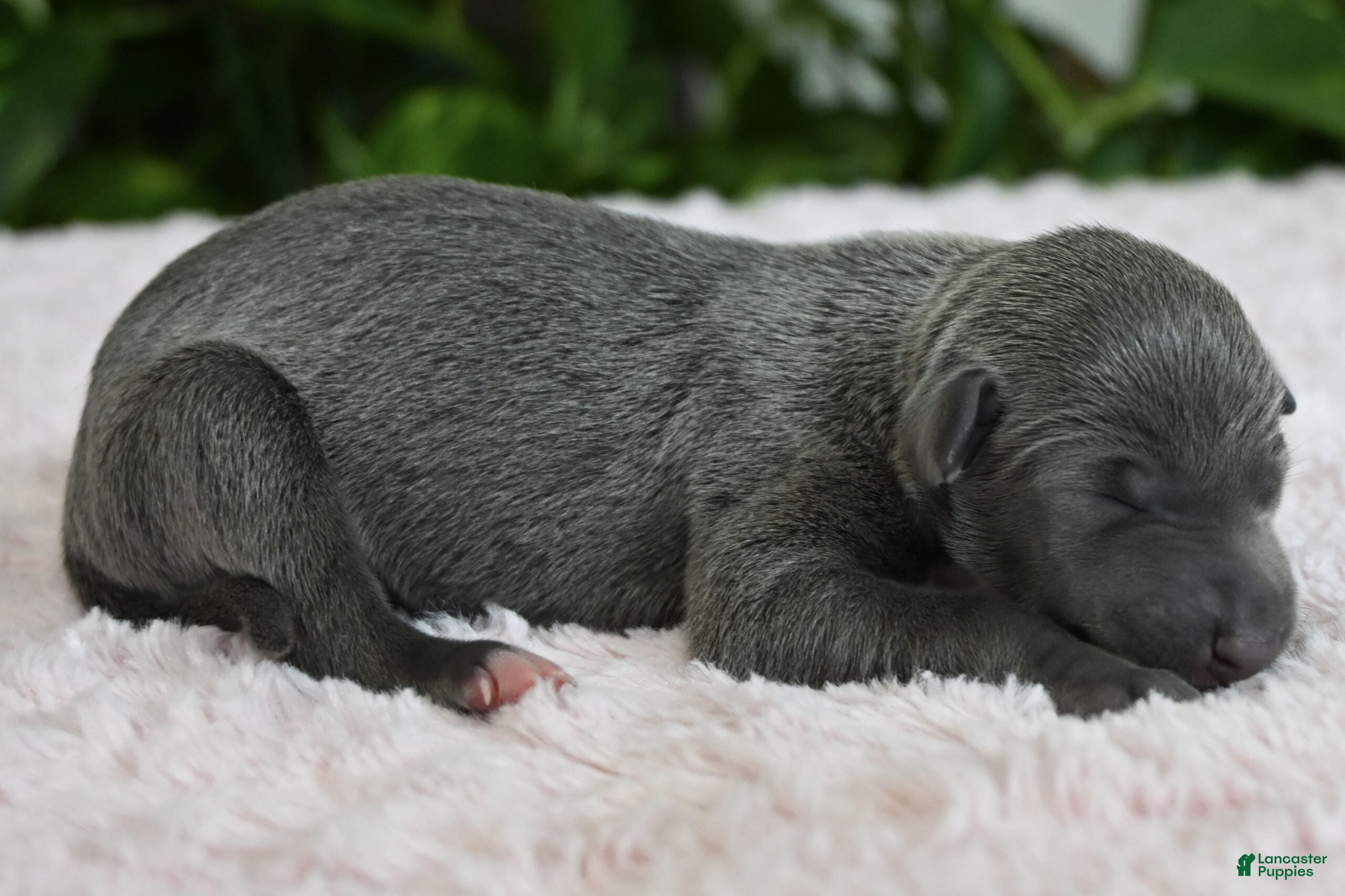 Italian Greyhound dogs Bella - Ad 1