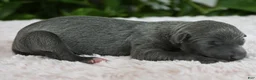 Italian Greyhound dogs for sale: Bella - Ad 1