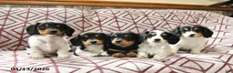 Miniature Dachshund dogs for sale: Chocolate - Ad 5