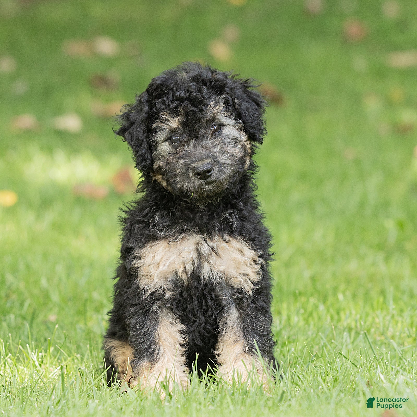 Miniature Poodle dogs Misty Miniature Poodle  - Ad 1