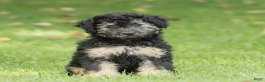Misty Miniature Poodle 