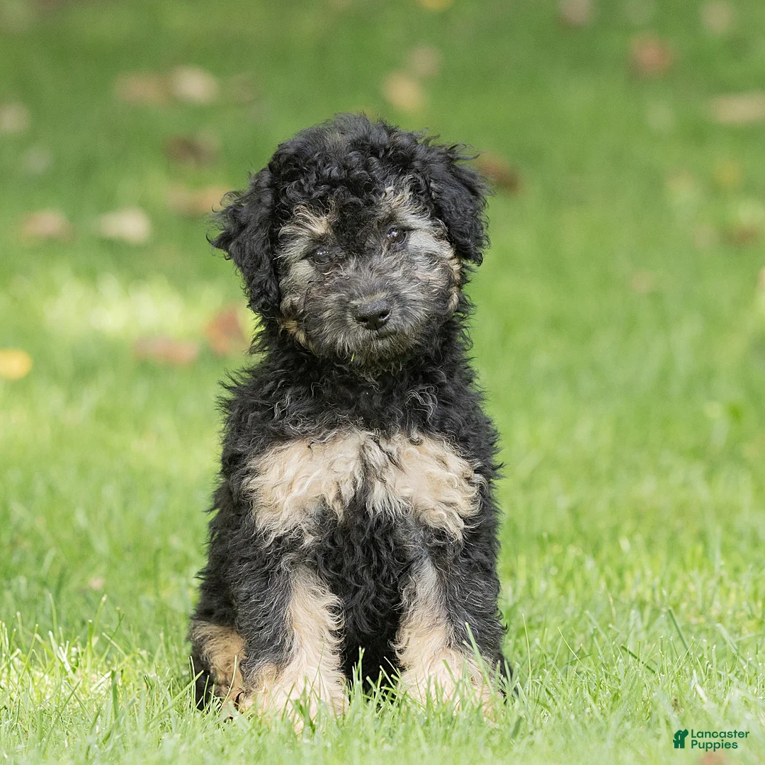 Miniature Poodle dogs for sale: Misty Miniature Poodle  - Ad 1