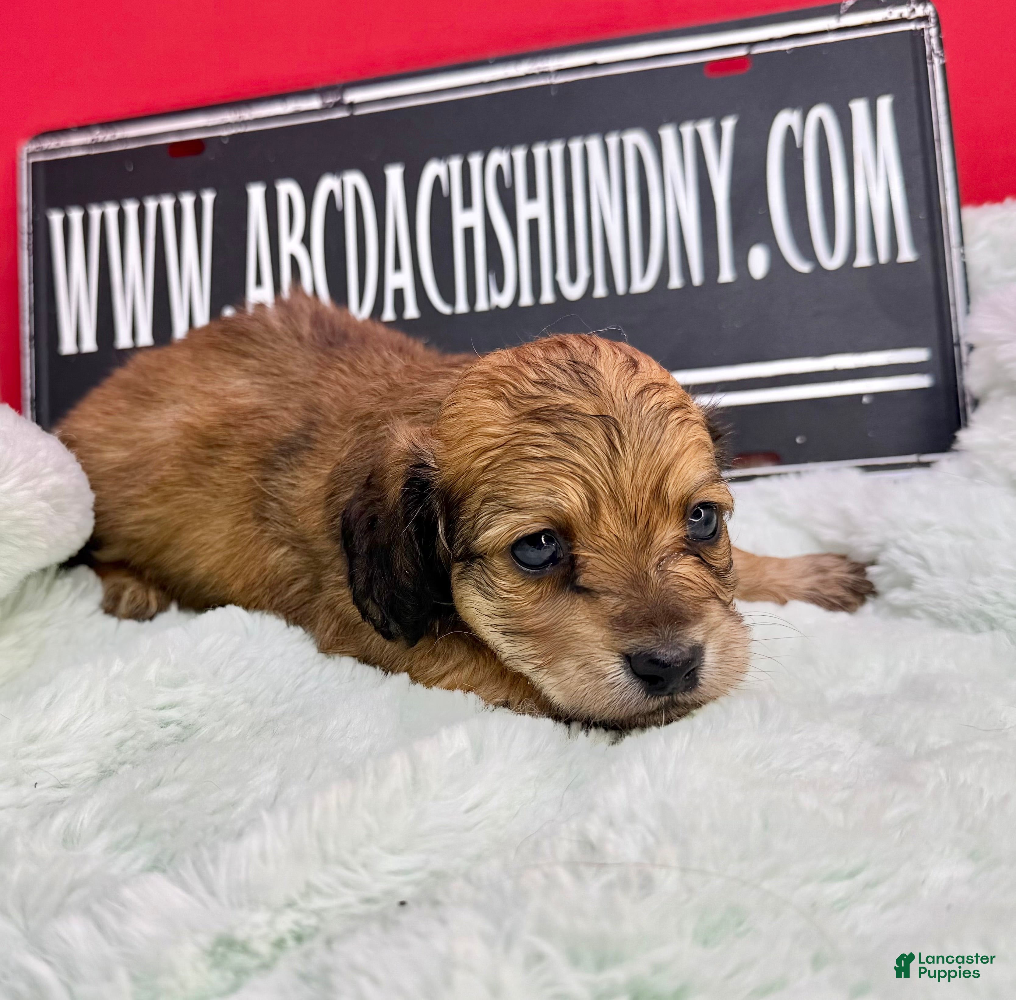Miniature Dachshund dogs Cream/red  - Ad 15