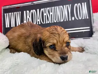Miniature Dachshund dogs Cream/red - Ad 22