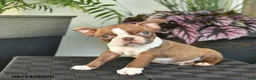 Boston Terrier dogs for sale: Wellington - Ad 3