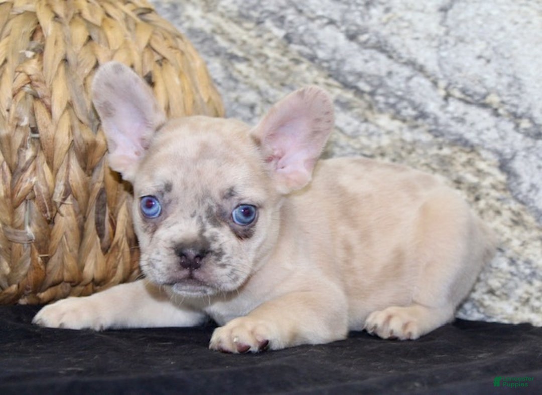 French Bulldog dogs for sale: Roxanne - Ad 4