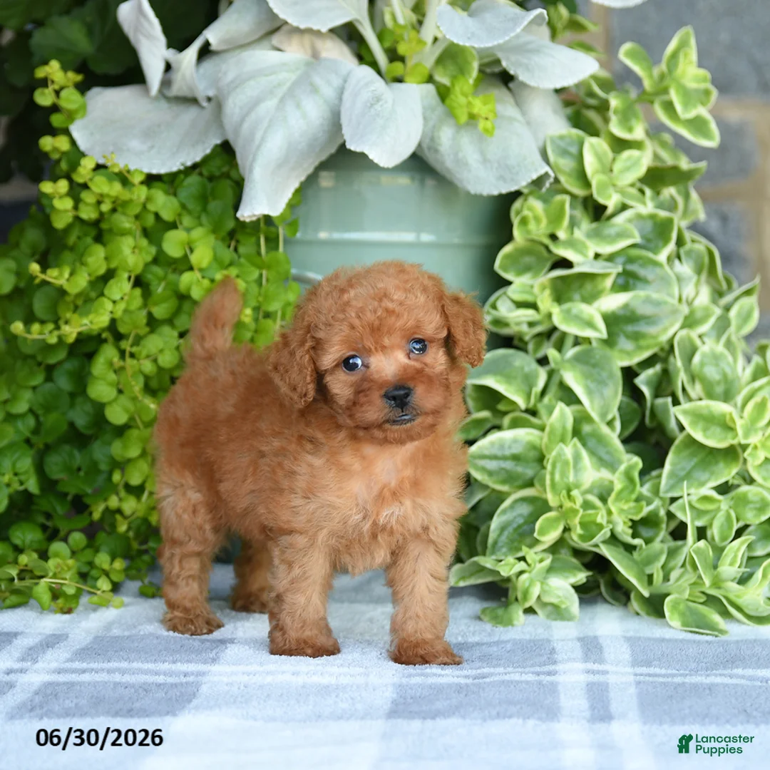Mini Goldendoodle dogs for sale: Krista - Ad 1