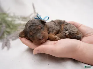 Bernedoodle dogs for sale: Blue Collar - Ad 2