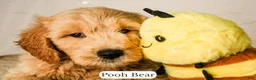 Goldendoodle dogs for sale: Pooh Bear - Ad 13