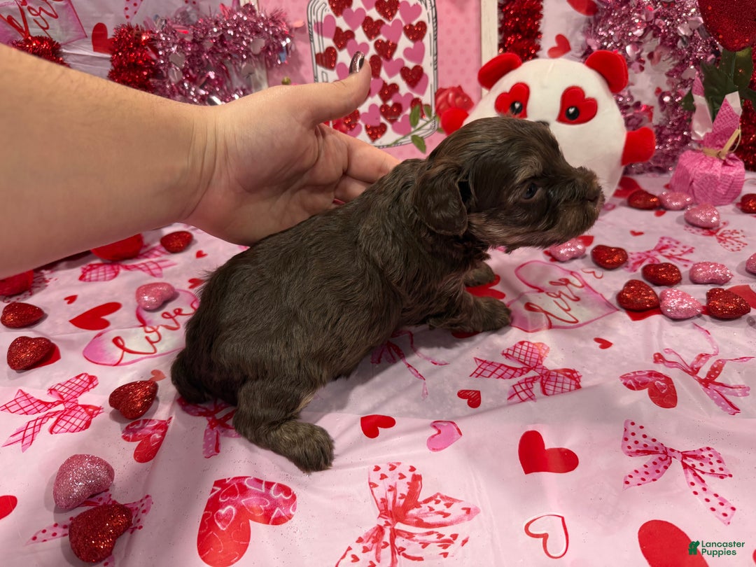 Yorkiepoo dogs for sale: Yorkiepoo Puppy (Dior) - Ad 3