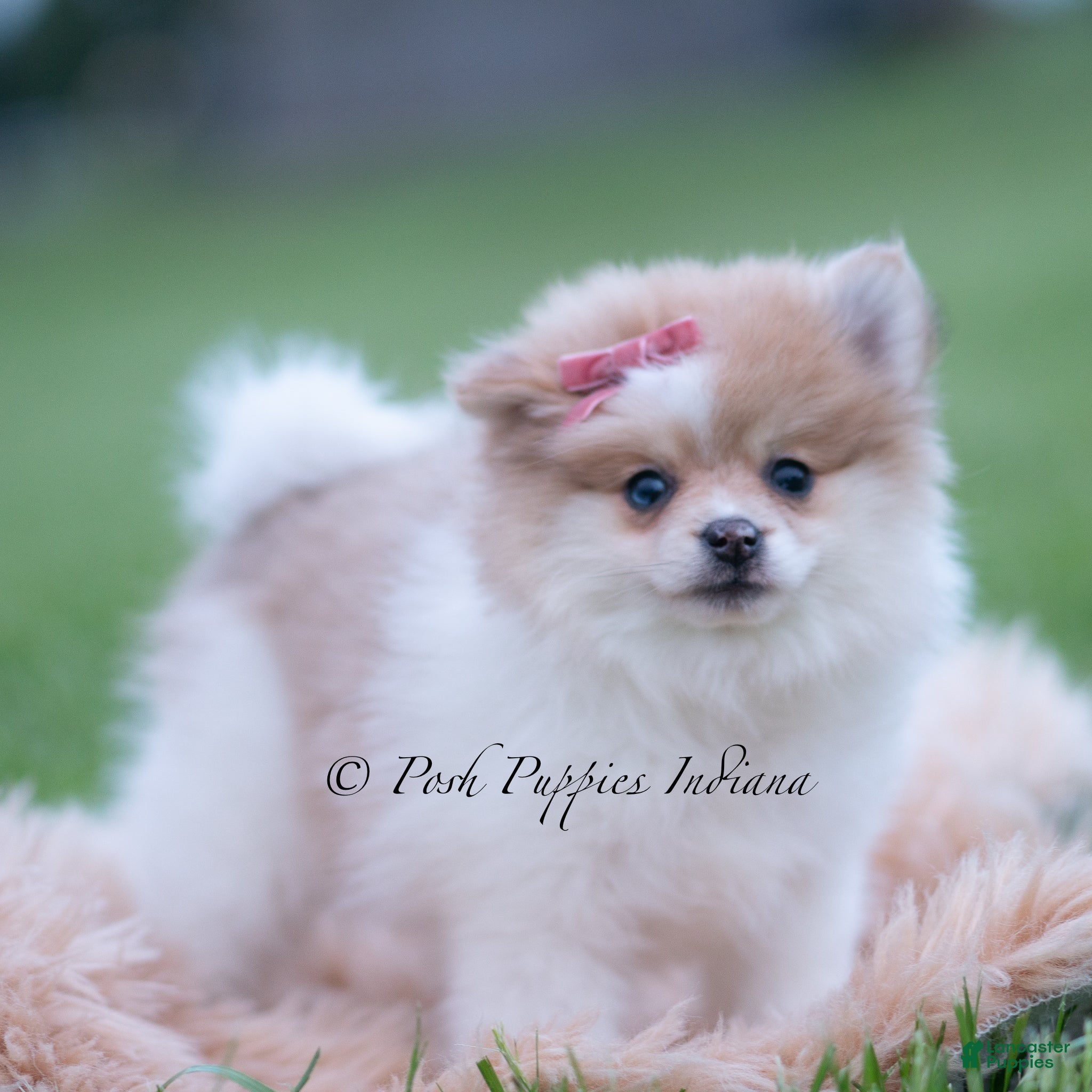 Pomeranian dogs Precious - Ad 17