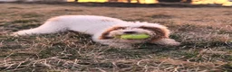 Havapoo dogs for sale: Havapoo Puppy 1 - Ad 2