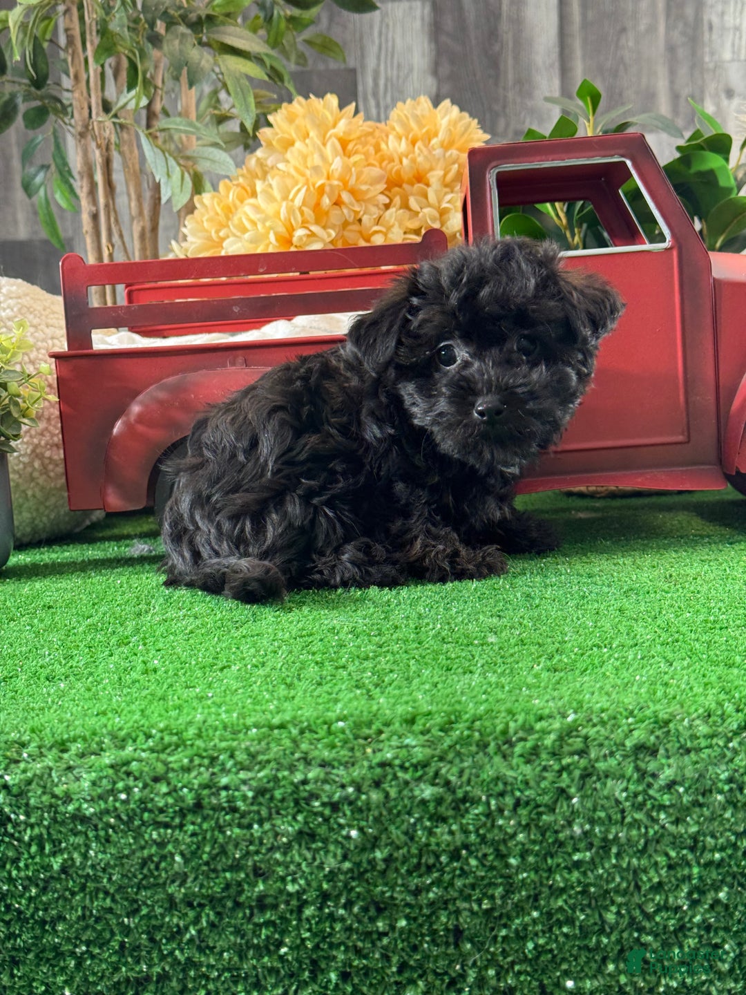 Yorkiepoo dogs for sale: Pansy - Ad 2