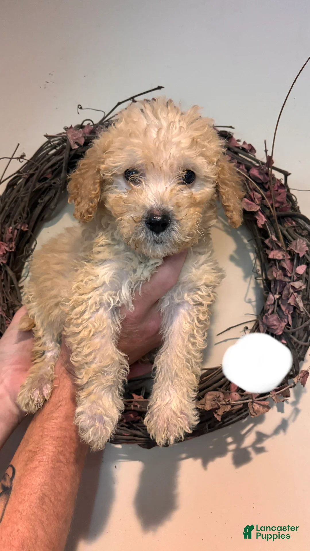 Mini Goldendoodle dogs for sale: Mini Goldendoodle 4 - Ad 2
