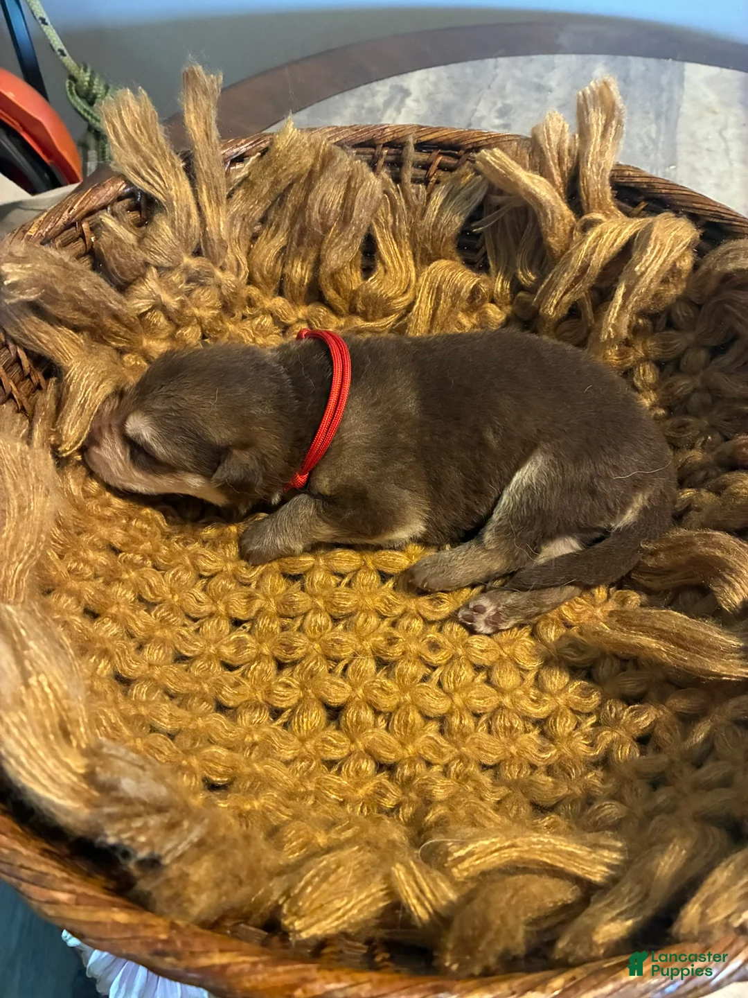 German Shepherd dogs for sale:  Cedar - Ad 3