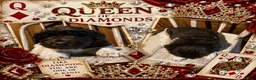 Newfoundland dogs for sale: Newfoundland 5 - Ad 1