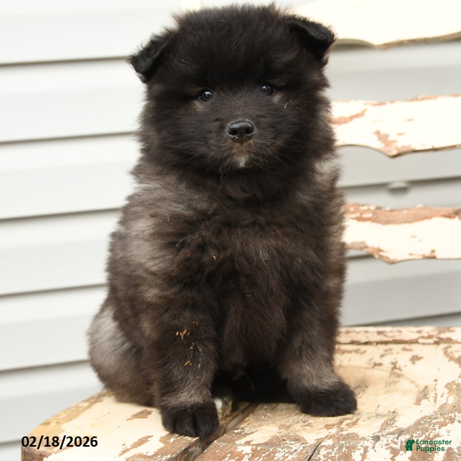 Keeshond dogs Skipper - Ad 2