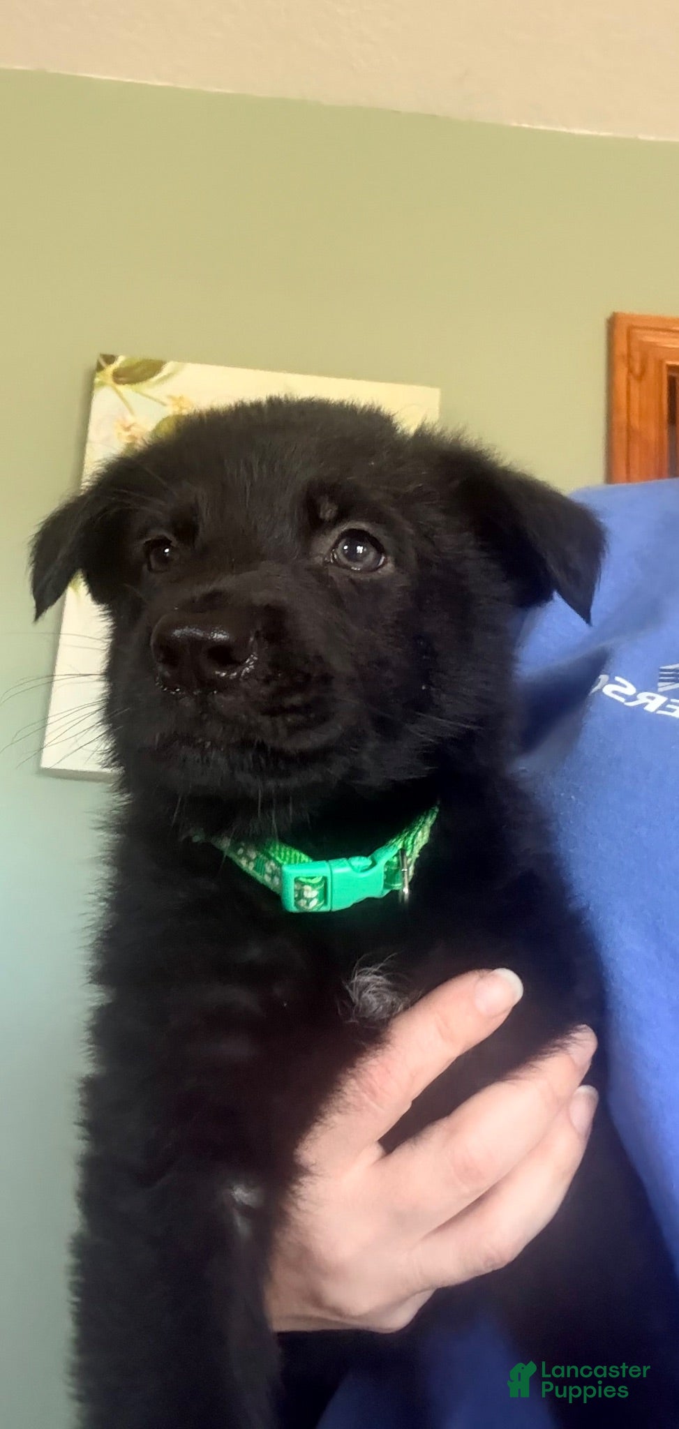 German Shepherd dogs German Shepherd Puppy 2 - Ad 2
