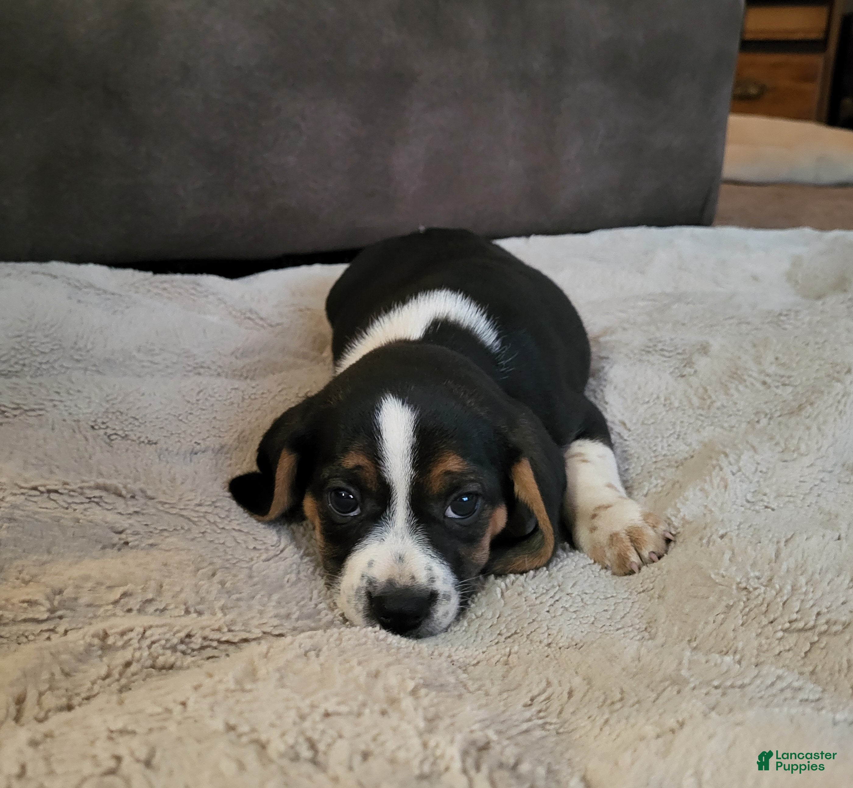 Puggle dogs Sarge - Ad 3