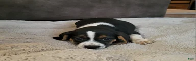 Sarge