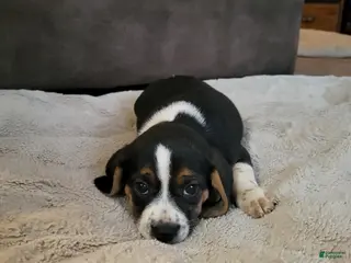 Puggle dogs Sarge - Ad 16