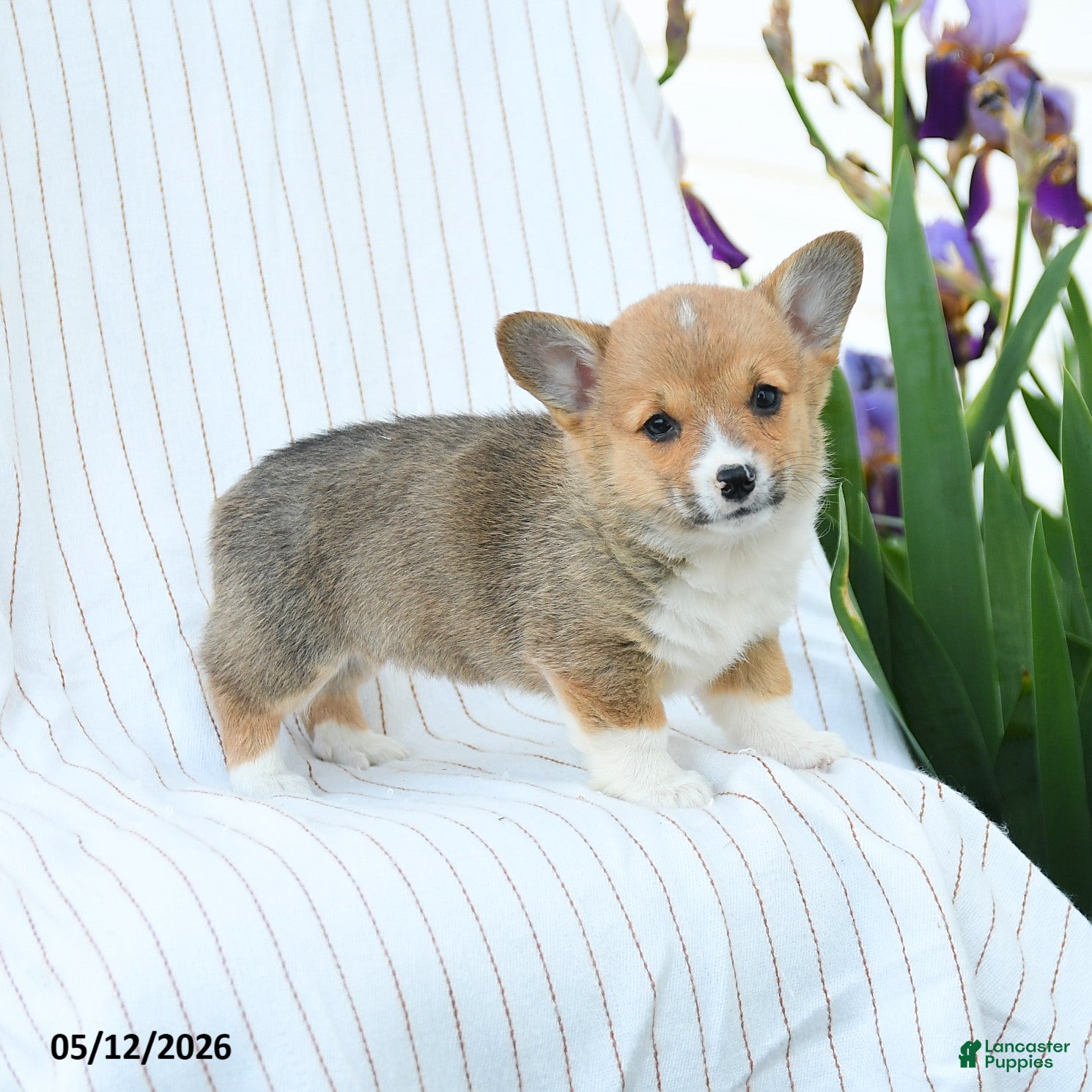 Welsh Corgi Pembroke dogs Chantelle - Ad 1