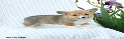 Welsh Corgi Pembroke dogs for sale: Chantelle - Ad 1