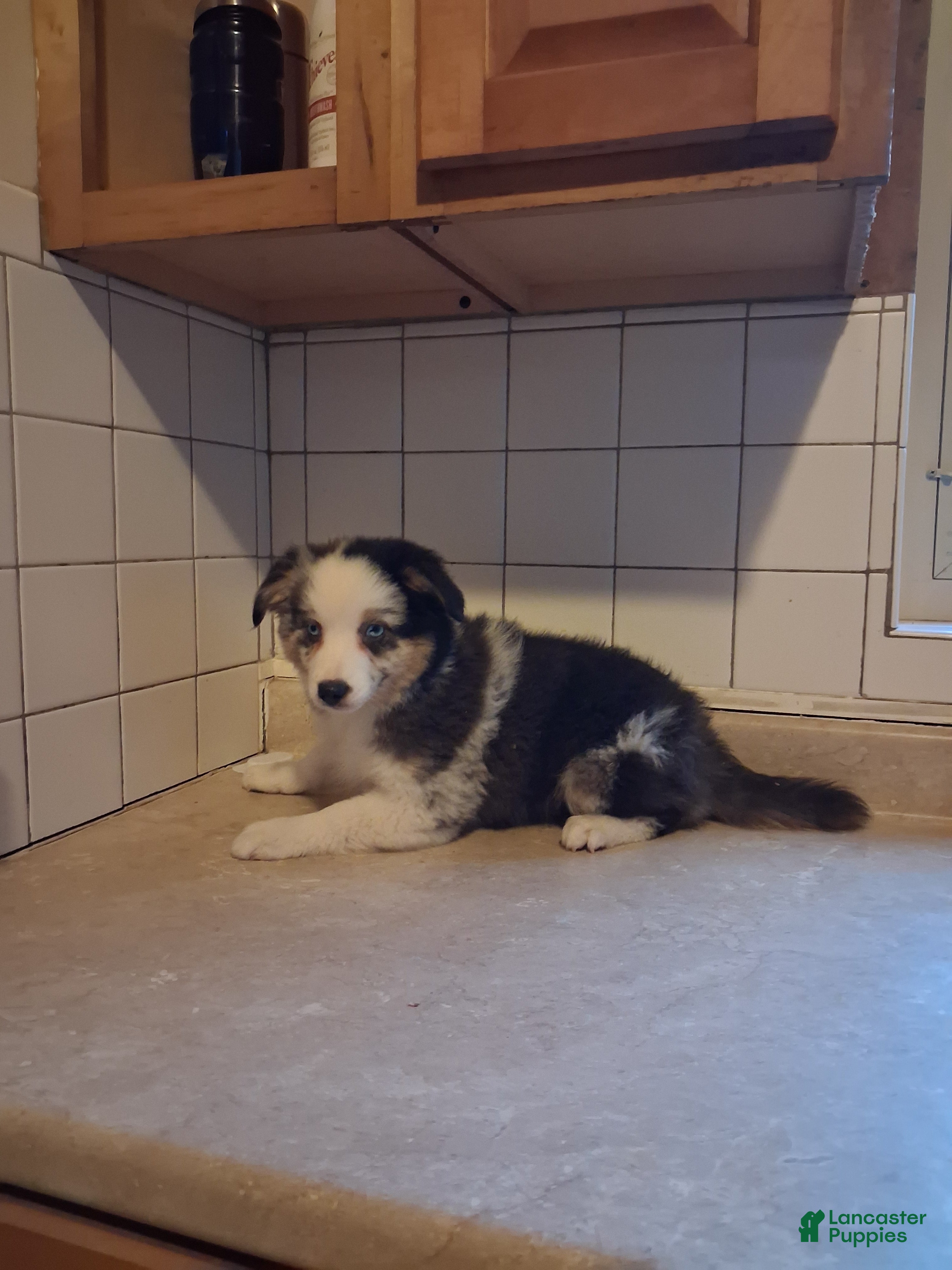 Miniature Australian Shepherd dogs Janet - Ad 1