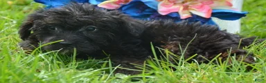 Yorkiepoo Pepper