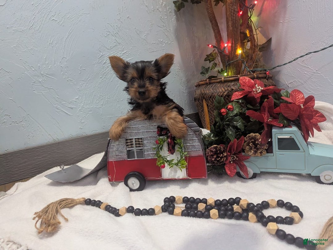 Yorkshire Terrier dogs for sale: Ziva - Ad 5